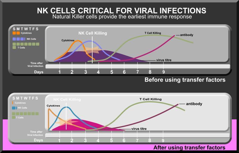 respon sistem imun - manfaat transfer factor